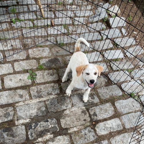 Dundee best sale cat shelter