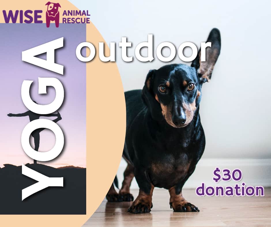 Outdoor Doggy Yoga